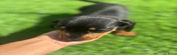 Miniature Dachshund dogs for sale: true tiny dachshunds! - Advert 19