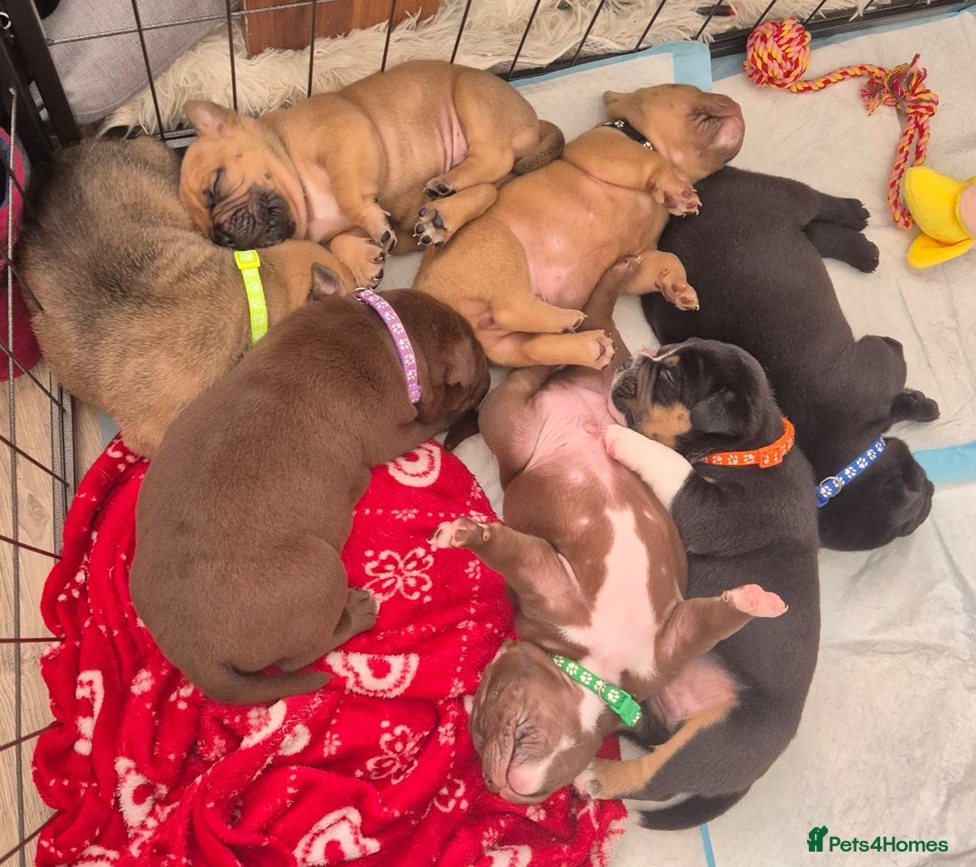 Mixed Breed dogs for sale: Pocket bully cross chow chow trio coloured boy! - Advert 7