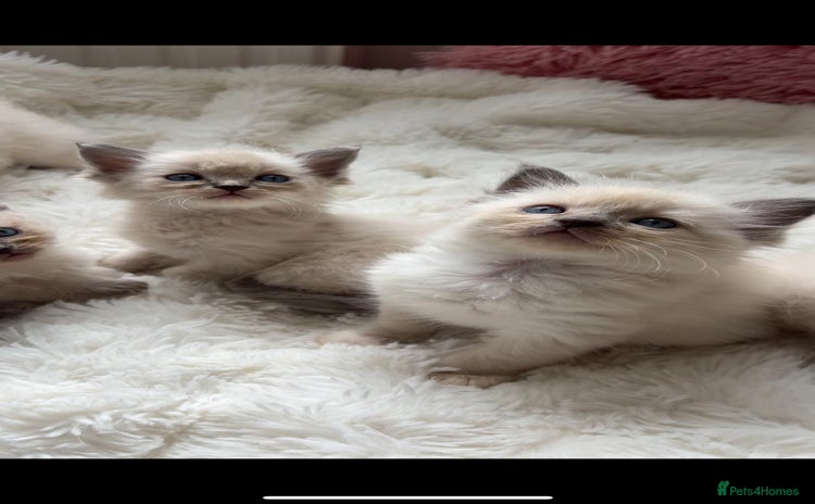Ragdoll cats - Advert 7