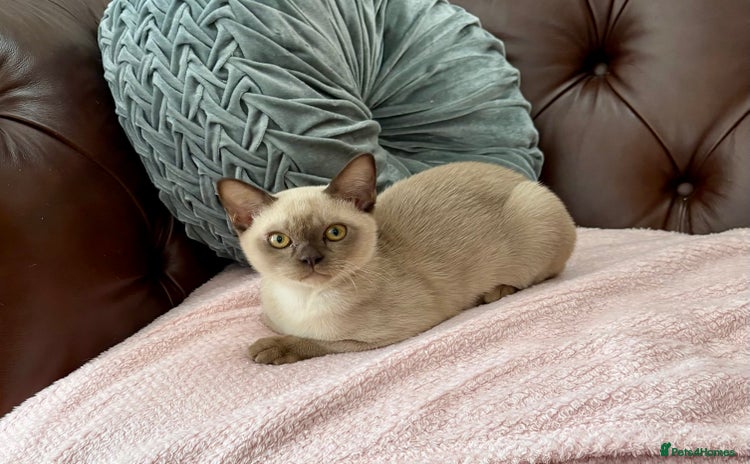 Burmese cats - Advert 1