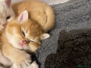 British Shorthair cats British shorthairs - Advert 3