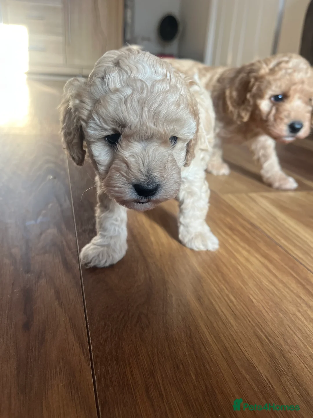 Cockapoo dogs for sale: F1B cockapoo puppies  - Advert 3
