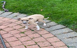 Mixed Breed dogs for sale: 2 beautiful Italian greyhounds  - Image 11