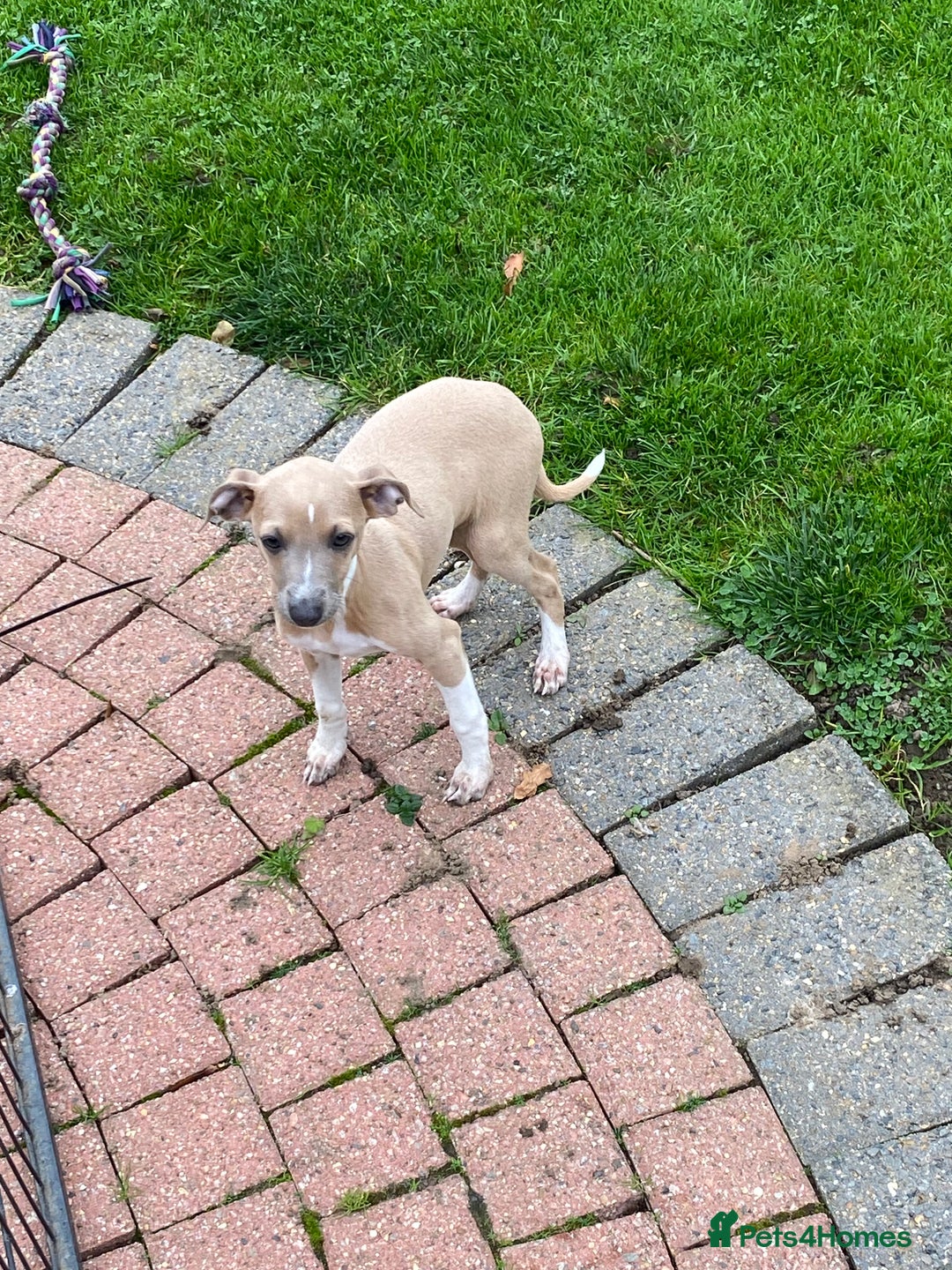 Mixed Breed dogs for sale: 2 beautiful Italian greyhounds  - Image 11