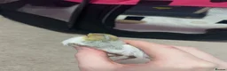 Mixed Breed birds for sale: 2 Chinese painted quails  in Stoke-on-Trent - Advert 1
