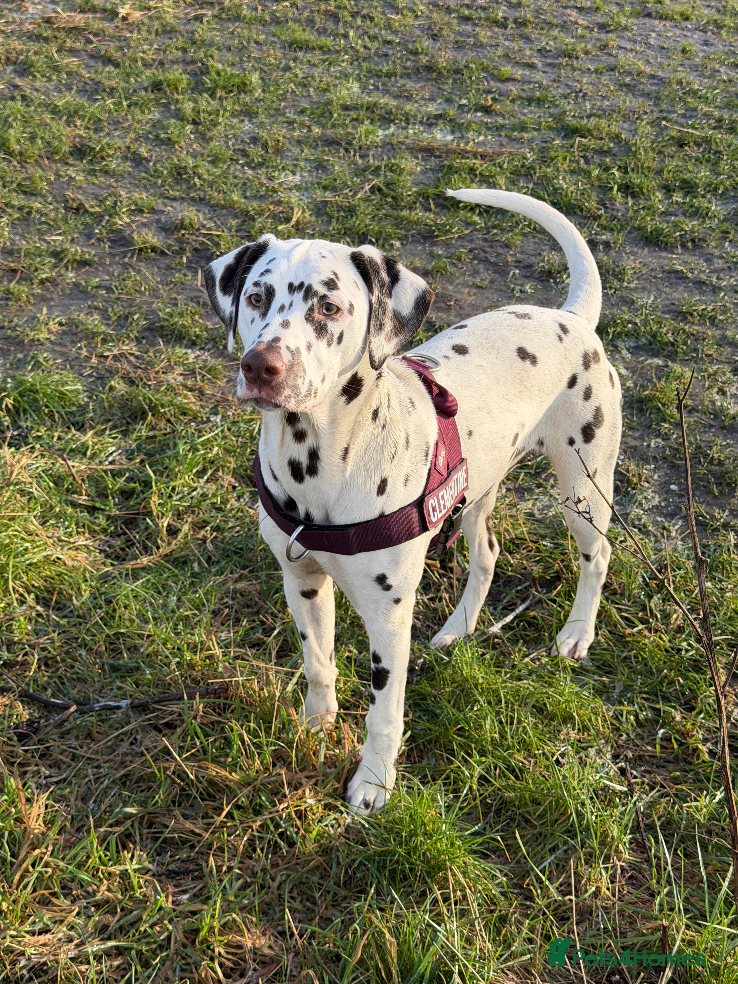 Dalmatian dogs Rehoming my lovely girl - Advert 3