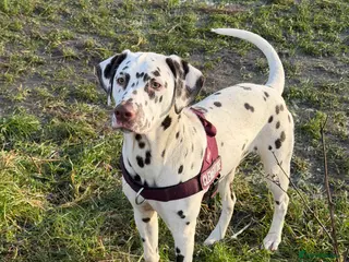 Dalmatian dogs Rehoming my lovely girl - Advert 3