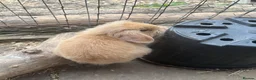 Mini Lion Lop rabbits for sale: Mini lion lop baby bunnies looking for homes  - Advert 5