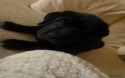 Mixed Breed dogs for sale: 12 week old Labrador mix puppy - Image 5