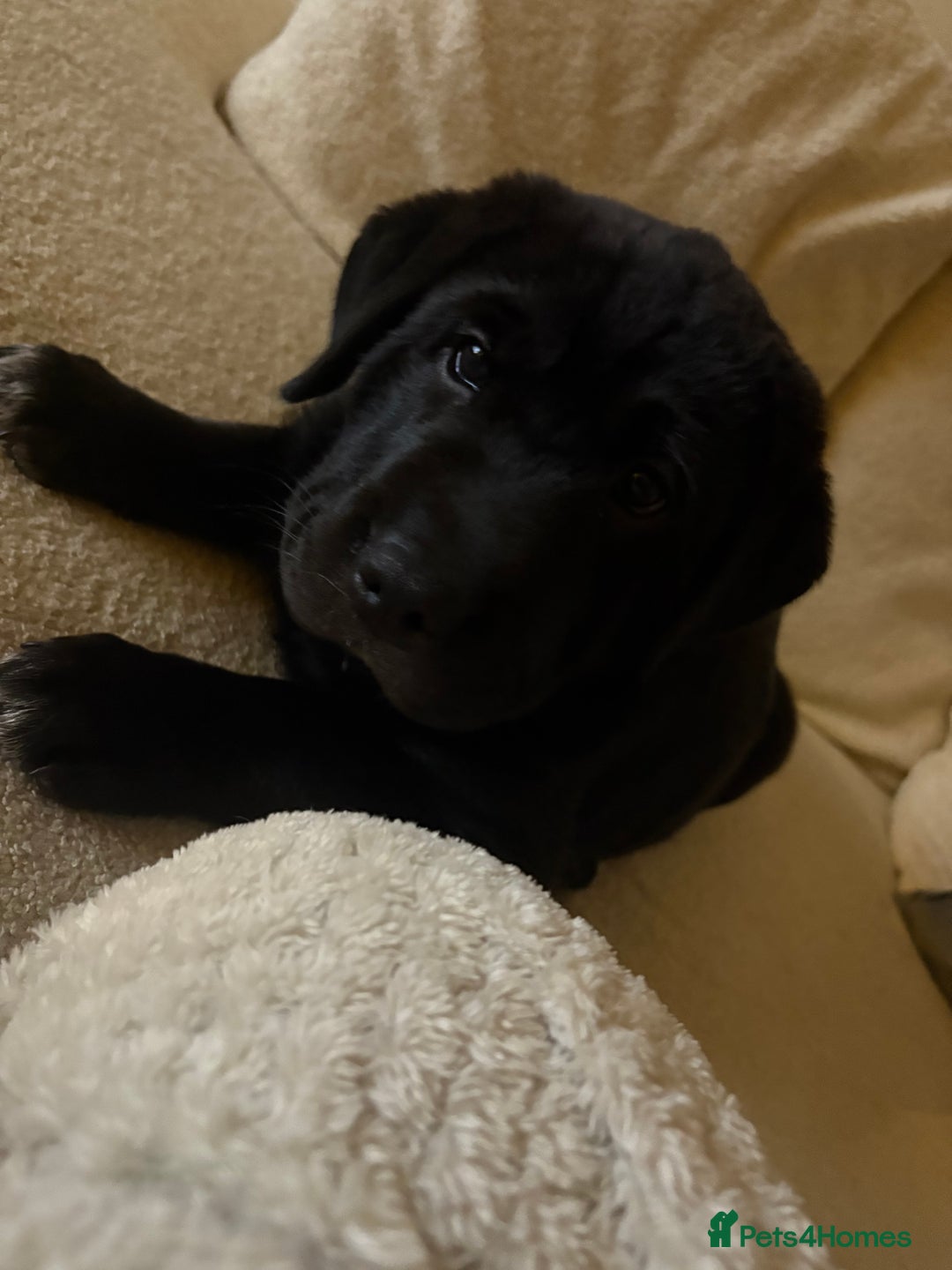Mixed Breed dogs for sale: 12 week old Labrador mix puppy - Image 5