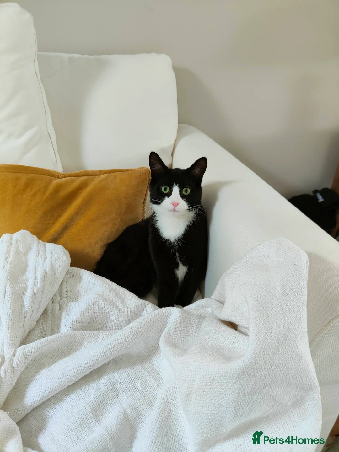 Mixed Breed cats for sale: Black and White Male - Advert 5