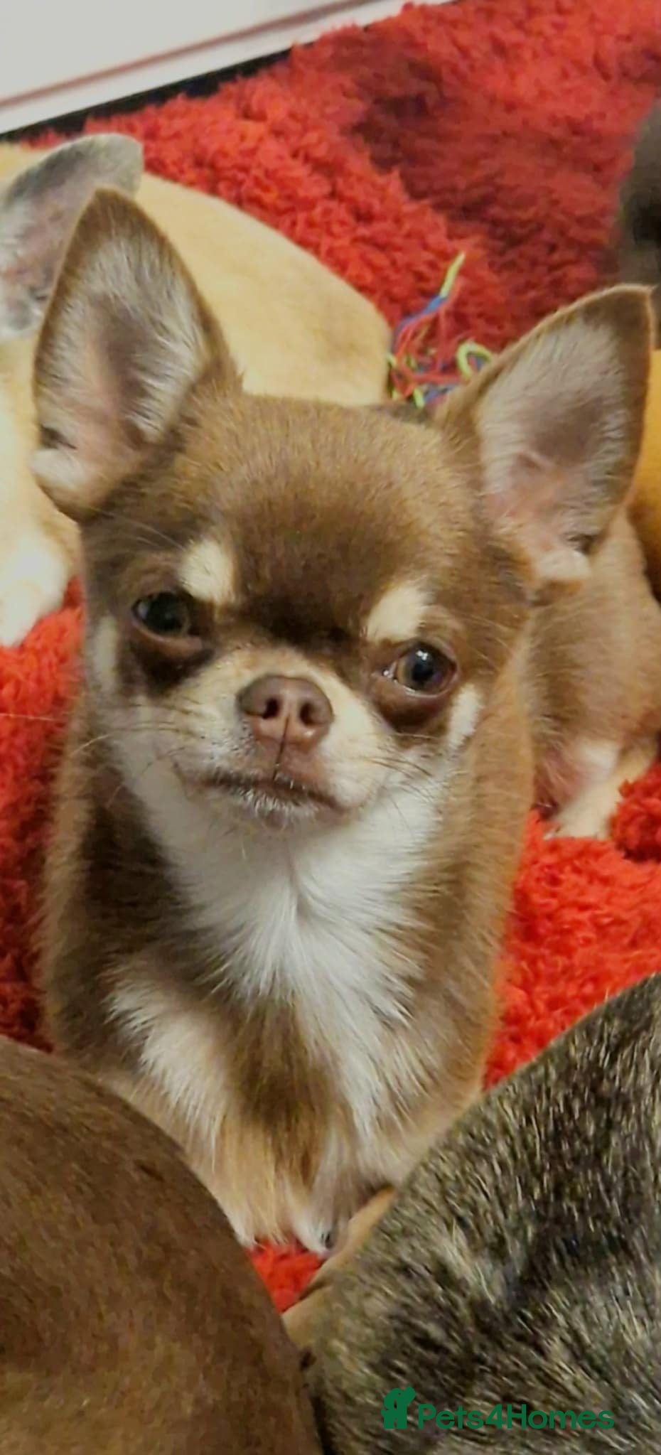 Chihuahua dogs Chihuahua - Advert 2