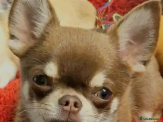 Chihuahua dogs Chihuahua - Advert 12