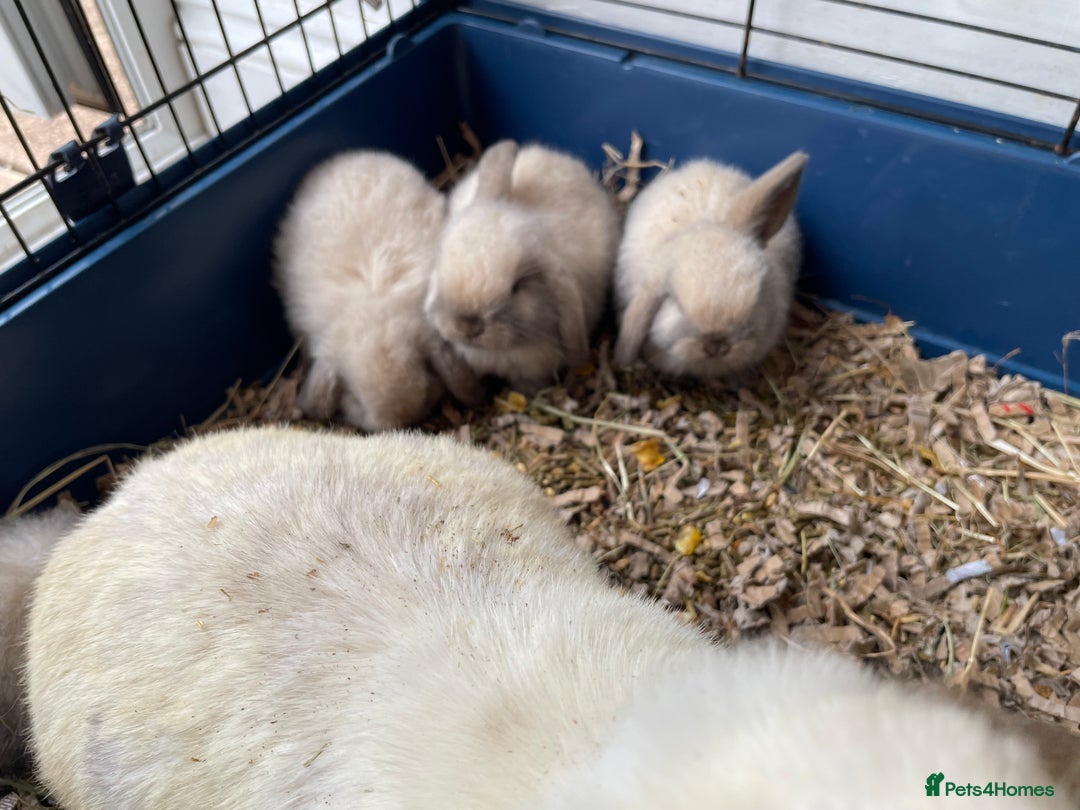 Mini Lop rabbits for sale: Pure bred mini lop rabbits - Image 8
