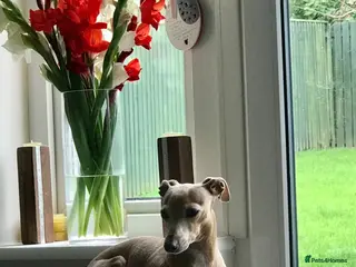 Italian Greyhound dogs Lovely Italian Greyhound Girl - Advert 2