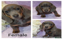 Miniature Dachshund dogs for sale: Kc registered miniature Dachshund puppies  - Image 5