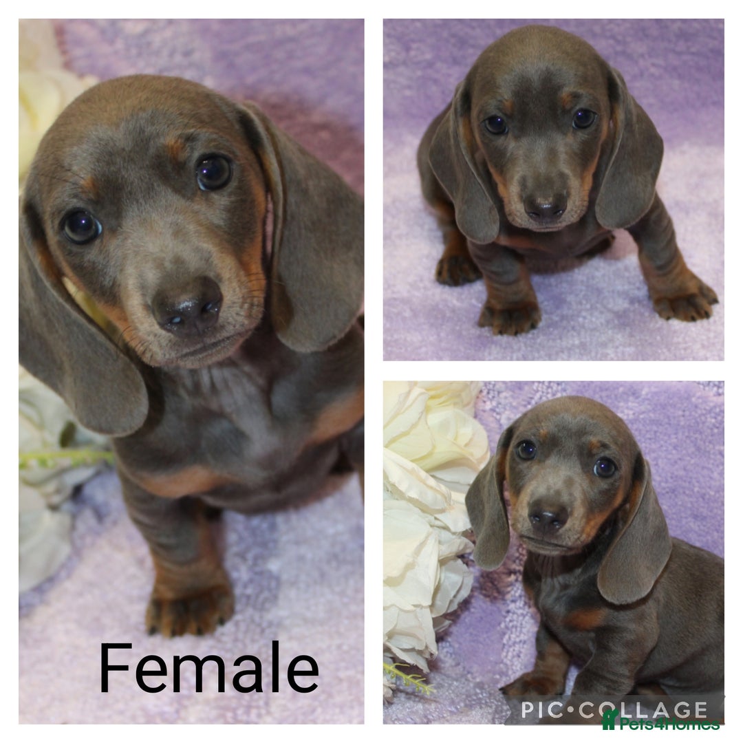 Miniature Dachshund dogs for sale: Kc registered miniature Dachshund puppies  - Image 5