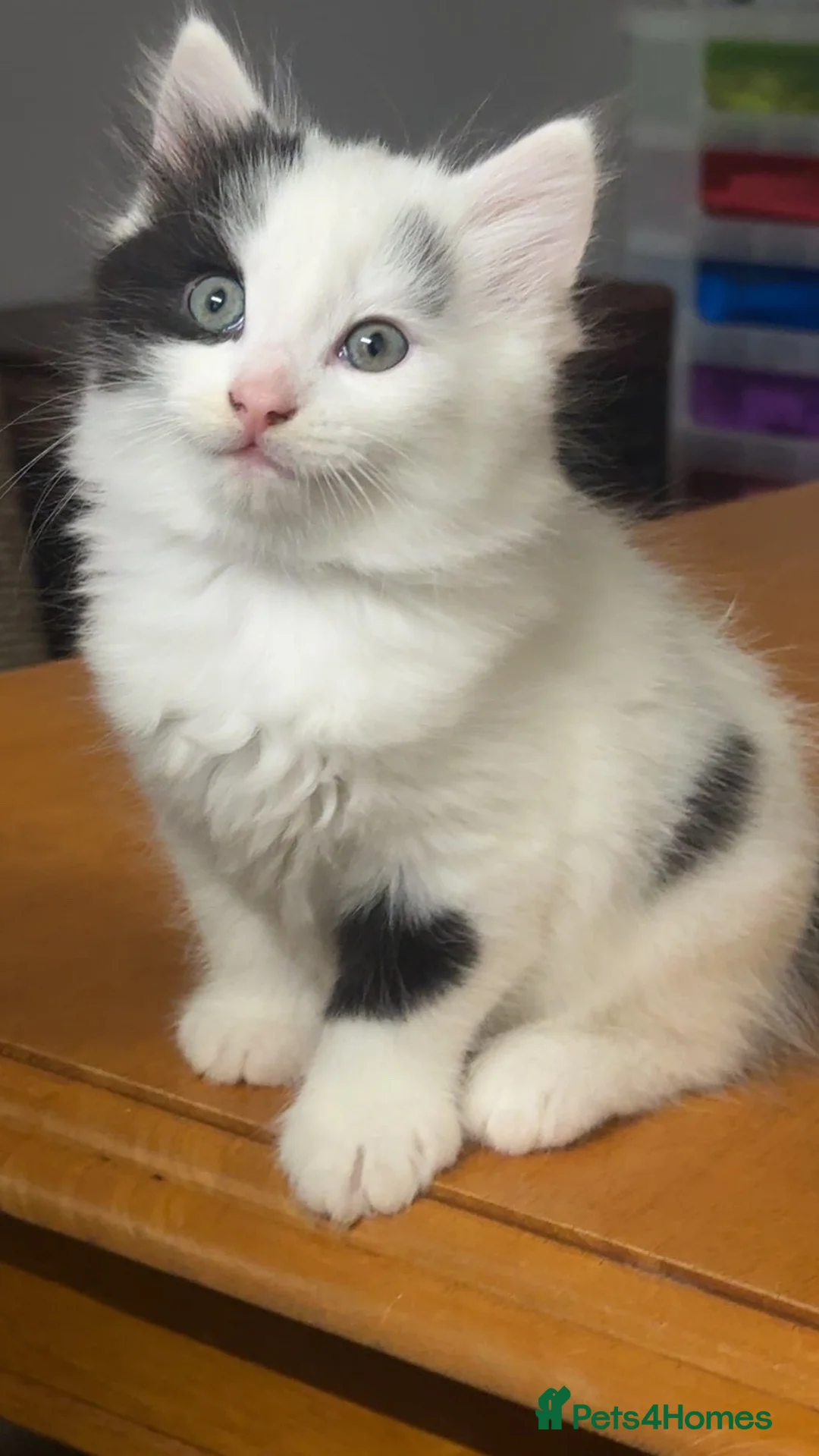 Mixed Breed cats for sale: Stunning long haired boys - Advert 3