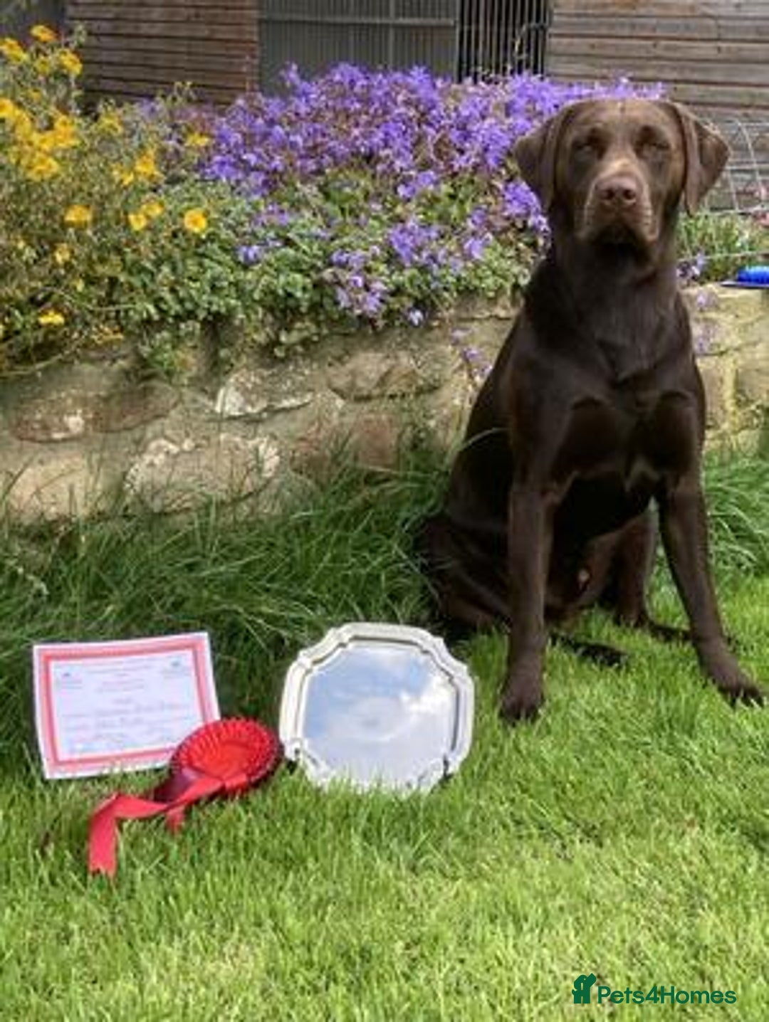 Labrador Retriever dogs for sale: Chocolate Labrador Puppies For Sale - Advert 7