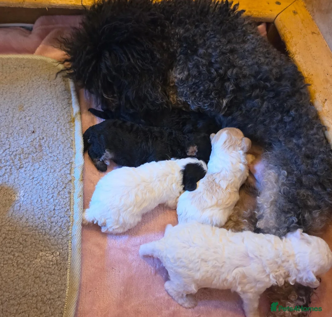 Toy Poodle dogs for sale: 🐩 Gorgeous Toy Poodle pups 🐩  - Advert 1