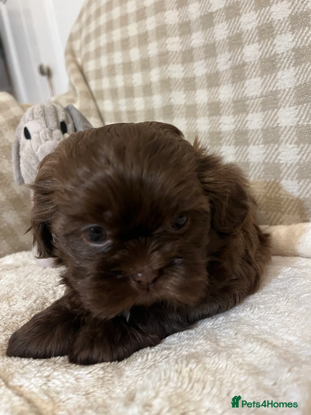 Shih Tzu dogs for sale: Adorable lavender & chocolate Shih Tzu puppies  - Advert 12