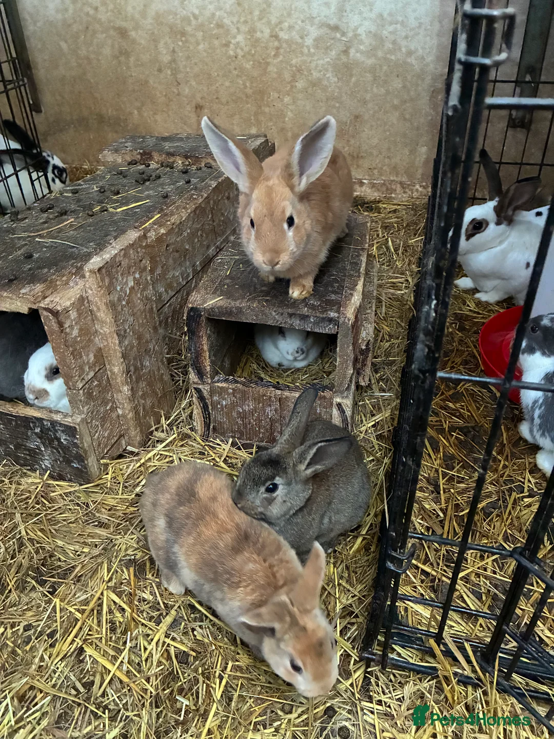 Rex rabbits for sale: Rex, velvet and mixed bunnies  - Advert 8