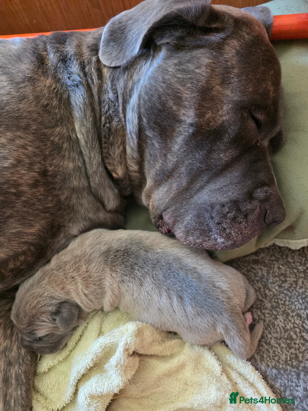 Cane Corso dogs for sale: Pure bred Cane Corsos championship pedigree in Derby - Advert 2