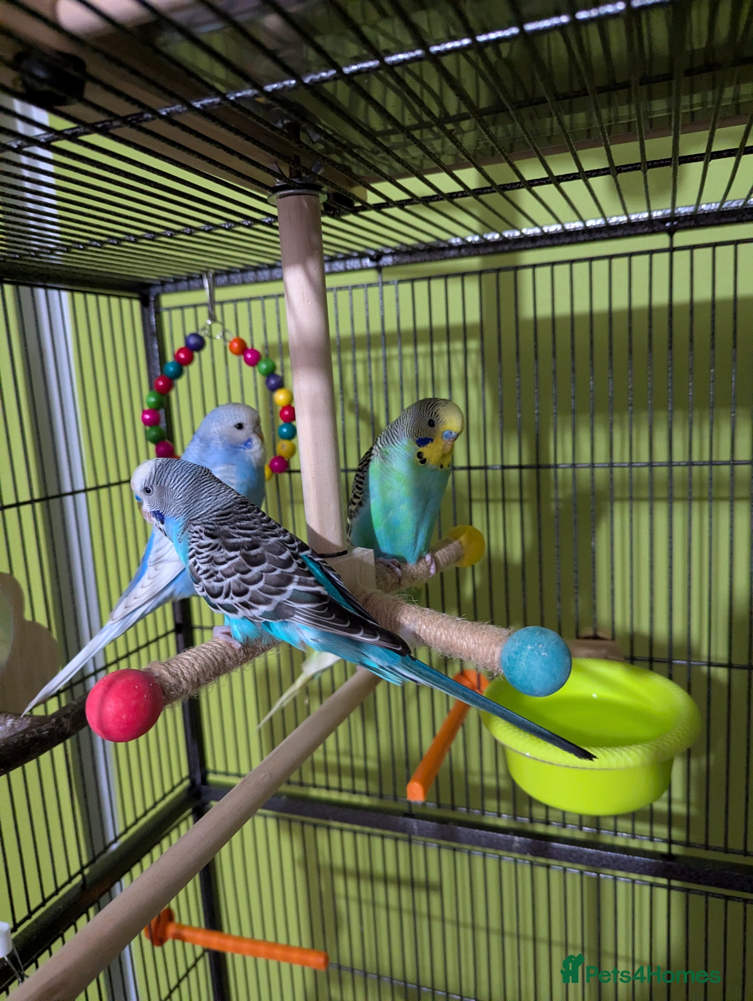 Budgerigars birds 6 budgie s - Advert 1