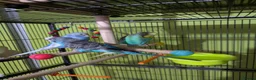 Budgerigars birds for sale: 6 budgie s - Advert 1
