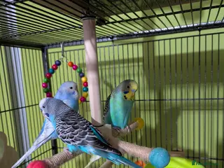 Budgerigars birds 6 budgie s - Advert 1