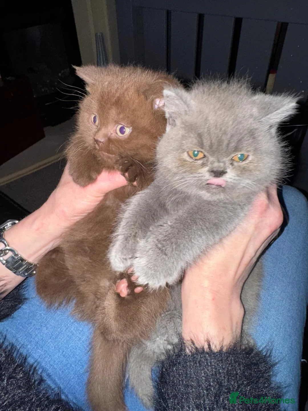British Shorthair cats for sale: British Blue British Shorthair girl available - Advert 8