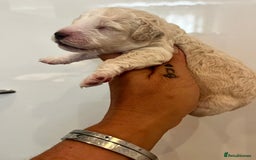 Cockapoo dogs for sale: Beautiful cockapoo babies - Image 5