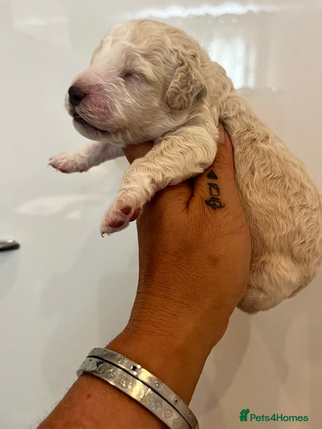 Cockapoo dogs for sale: Beautiful cockapoo babies - Image 5
