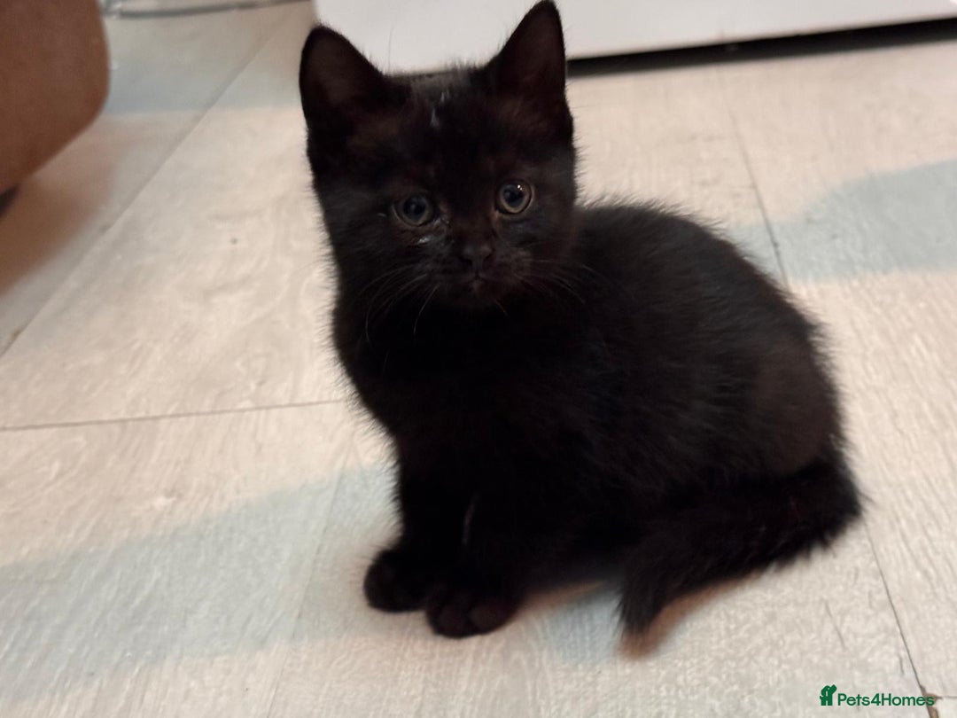 British Shorthair cats for sale: British shorthairs kittens - Image 7
