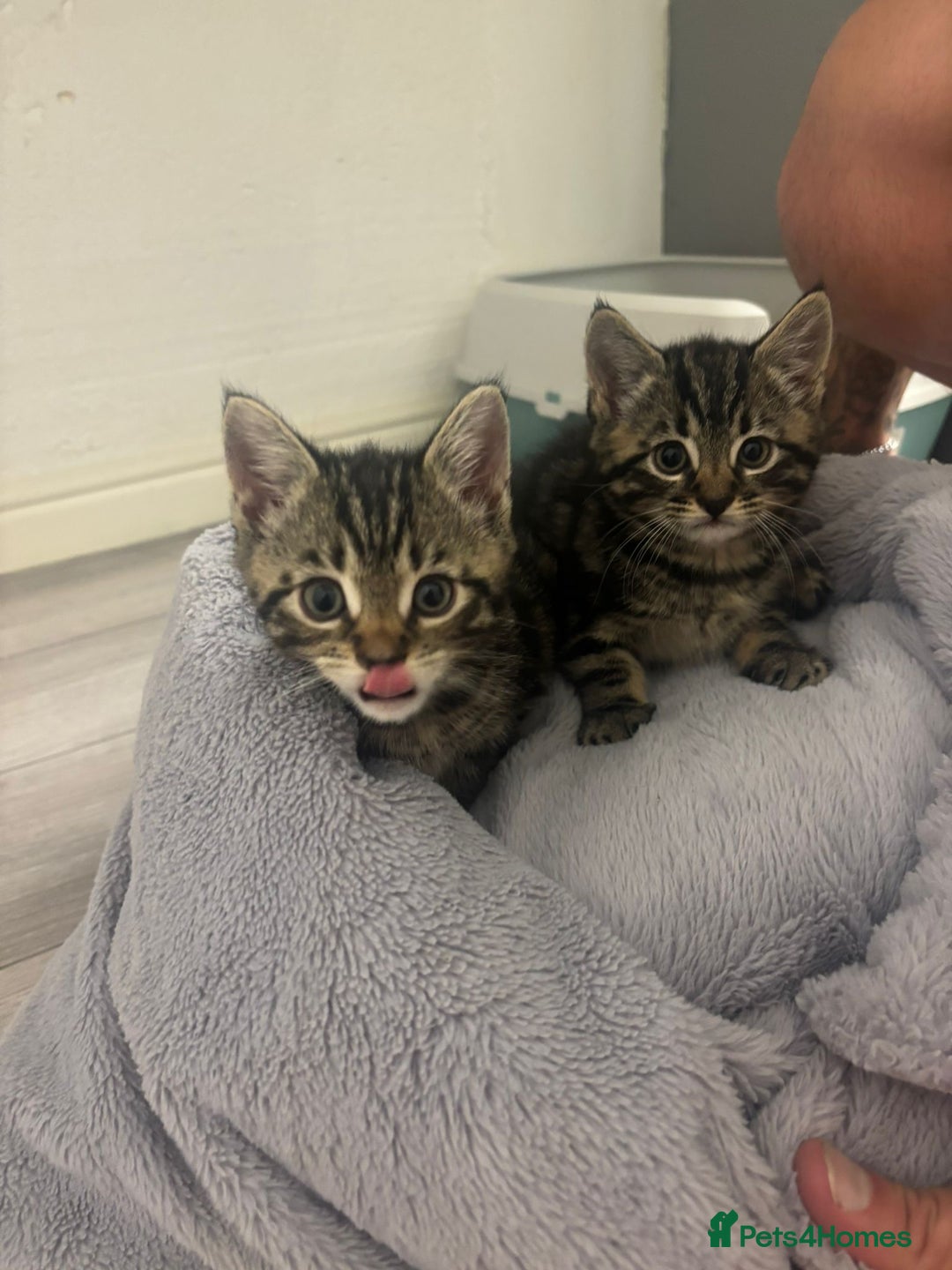 Mixed Breed cats for sale: Kittens for sale - Image 2