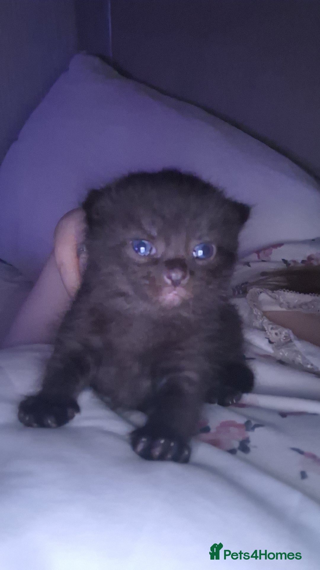 Mixed Breed cats for sale: British short hair mixed  - Advert 1