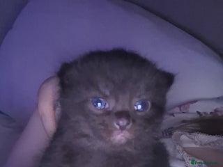 Mixed Breed cats British short hair mixed - Advert 3