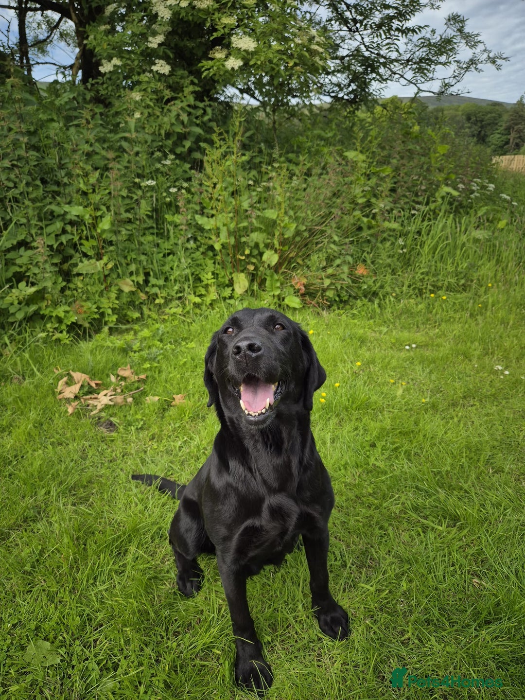 Mixed Breed dogs for sale: Chunky Lab X Pointer pups - Advert 15