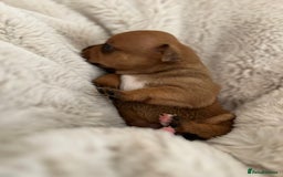 Staffordshire Bull Terrier dogs for sale: Red Staffordshire bull terrier puppies  - Image 2