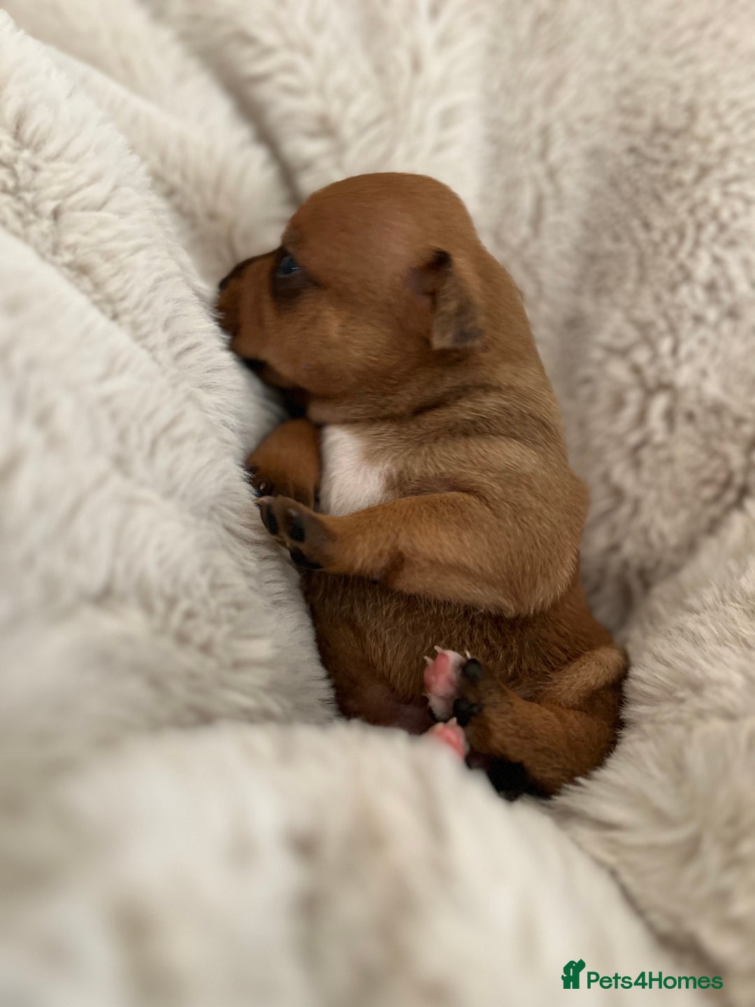 Staffordshire Bull Terrier dogs for sale: Red Staffordshire bull terrier puppies  - Image 2
