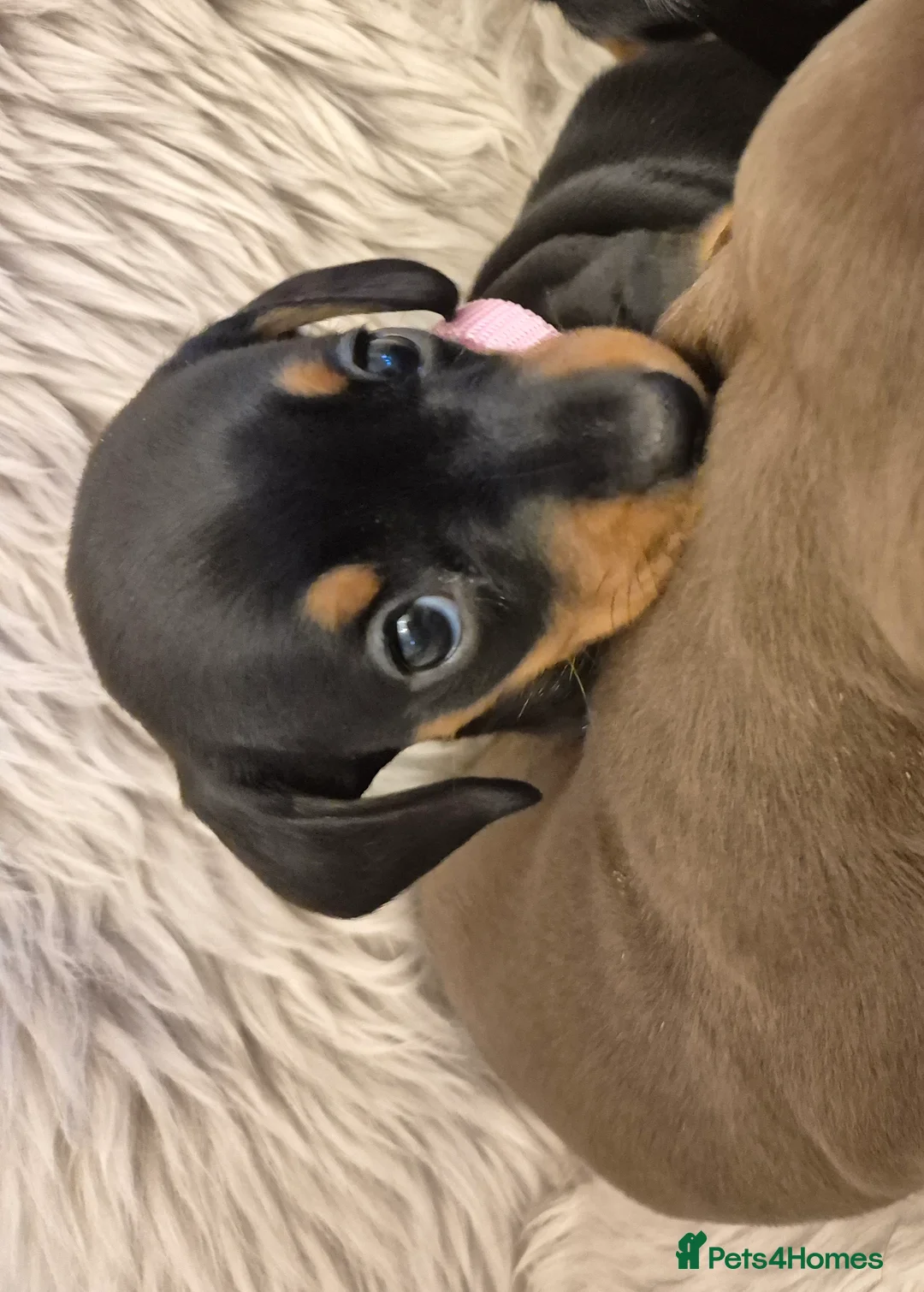 Miniature Dachshund dogs for sale: Adorable KC Pedigree Miniature Dachshund Puppies - Advert 12