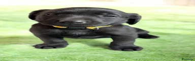 Labrador Retriever Puppy 4