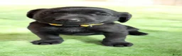 Labrador Retriever dogs for sale: KC Reg -Exceptional Labrador puppies  - Advert 17