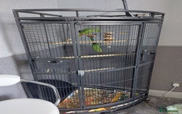Ringnecks birds for sale: Ringneck bonded pair male and female 19 month - Image 1