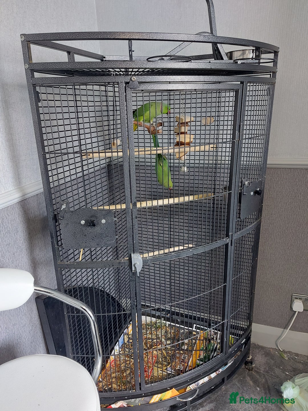 Ringnecks birds for sale: Ringneck bonded pair male and female 19 month - Image 1