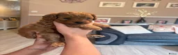 Cavapoo dogs for sale: Cavapoo  - Advert 6