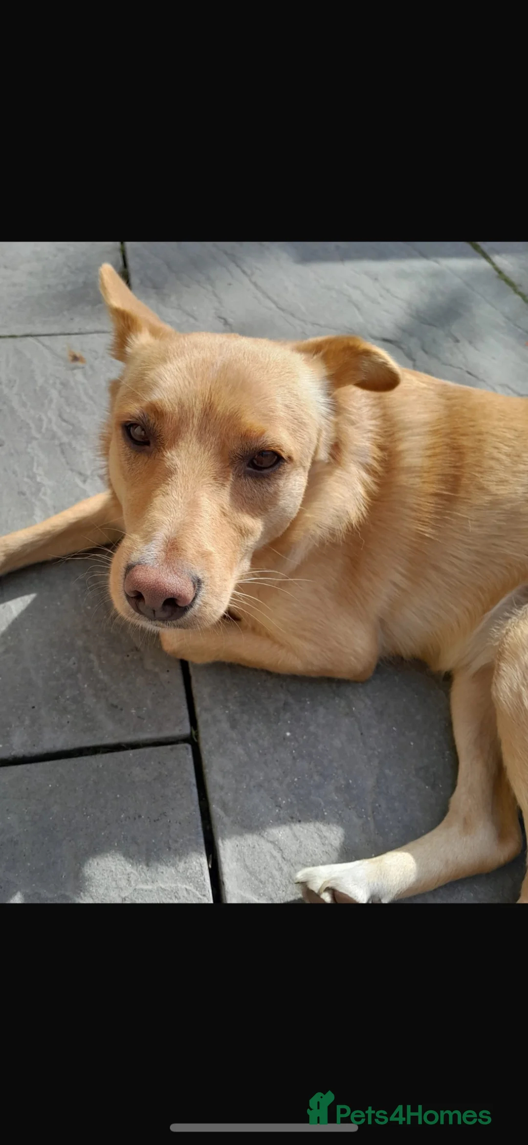 Mixed Breed dogs for adoption: Figgy - Advert 3