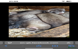 Ferret rodents for sale: Baby ferrets 8 weeks old - Image 11