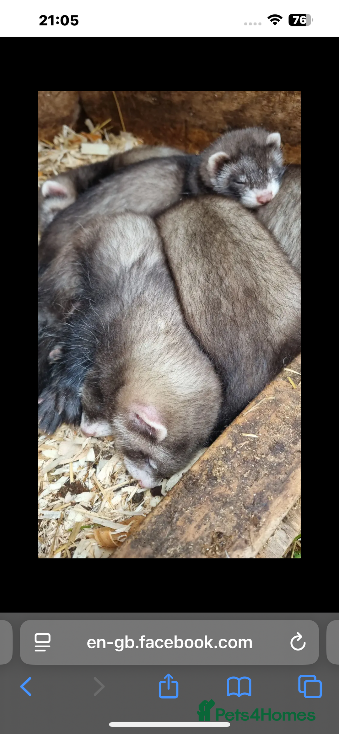 Ferret rodents for sale: Baby ferrets 8 weeks old - Image 11