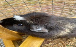 Guinea Pig rodents for sale: 3 Brothers  - Image 7